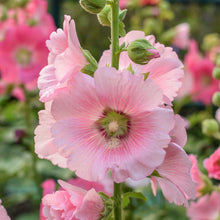 Load image into Gallery viewer, Alcea &#39;Single Mixed&#39; Seeds
