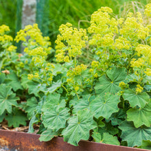 Load image into Gallery viewer, Alchemilla mollis - Seeds

