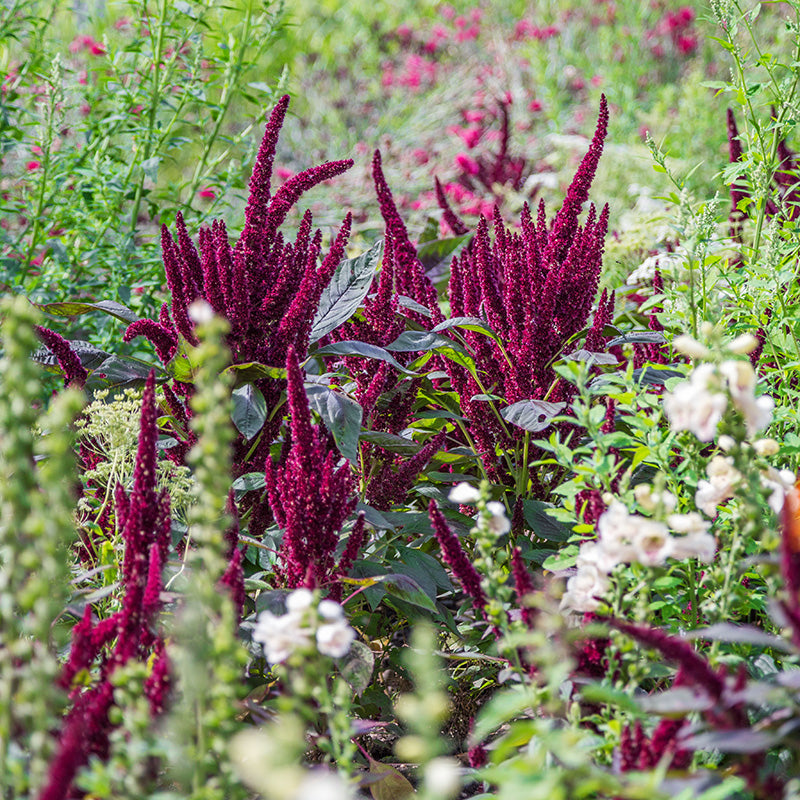 Amaranthus 'Pygmy Torch' Seeds