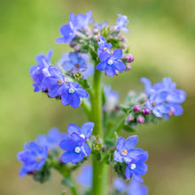 Load image into Gallery viewer, Anchusa &#39;Blue Angel&#39; Seeds
