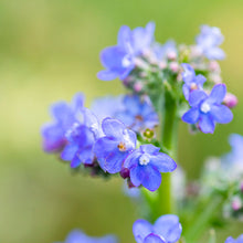 Load image into Gallery viewer, Anchusa &#39;Blue Angel&#39; Seeds
