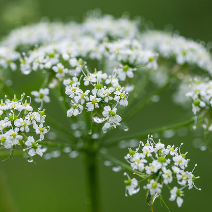 Anthriscus sylvestris - Cow Parsley Seeds