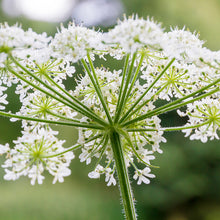 Load image into Gallery viewer, Anthriscus sylvestris - Cow Parsley Seeds
