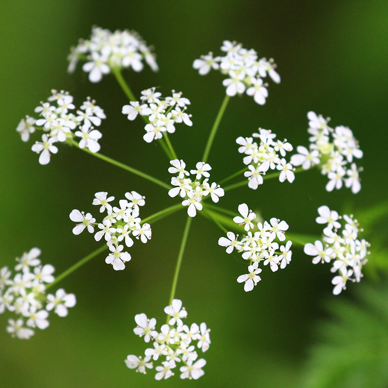 Anthriscus sylvestris - Cow Parsley Seeds