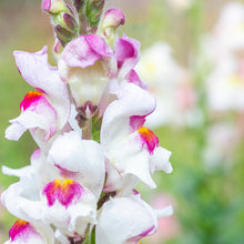 Load image into Gallery viewer, Antirrhinum &#39;Lucky Lips&#39; Seeds
