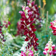Load image into Gallery viewer, Antirrhinum &#39;Night and Day&#39; Seeds
