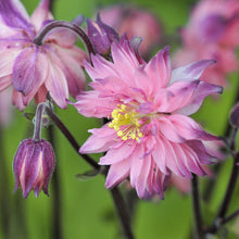 Load image into Gallery viewer, Aquilegia &#39;Barlow Mixed&#39; Seeds
