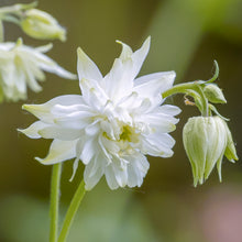 Load image into Gallery viewer, Aquilegia &#39;Lime Sorbet&#39; Seeds
