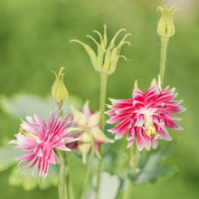 Load image into Gallery viewer, Aquilegia &#39;Nora Barlow&#39; Seeds
