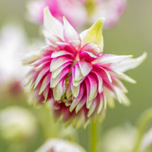 Load image into Gallery viewer, Aquilegia &#39;Nora Barlow&#39; Seeds
