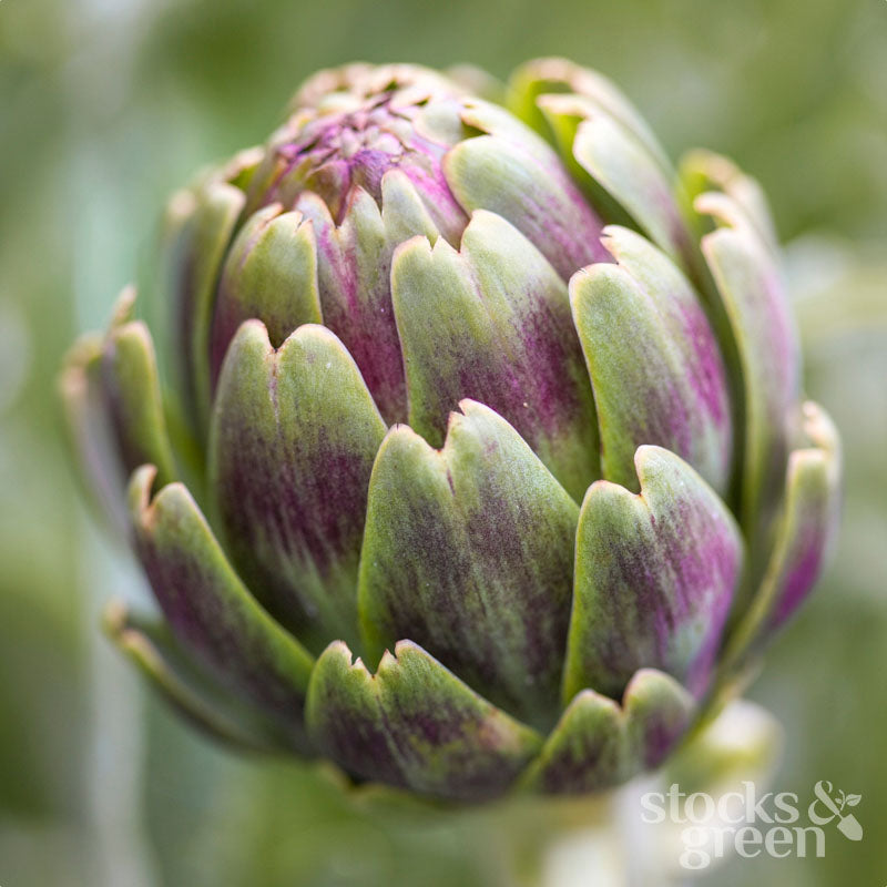 Artichoke 'Violetta di Chioggia' Seeds