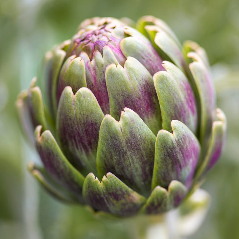 Artichoke 'Violet de Provence' Seeds