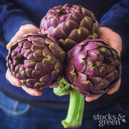Artichoke 'Violetta di Chioggia' Seeds