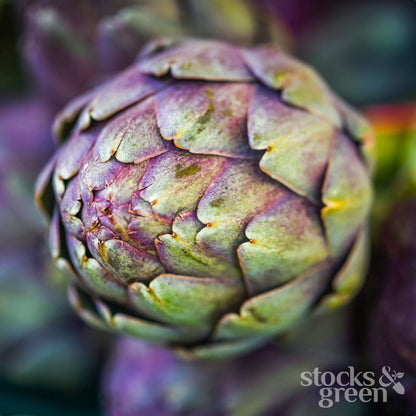 Artichoke 'Violetta di Chioggia' Seeds