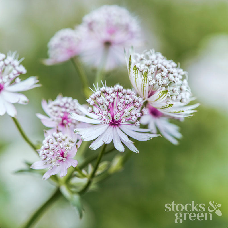 Astrantia major - Seeds
