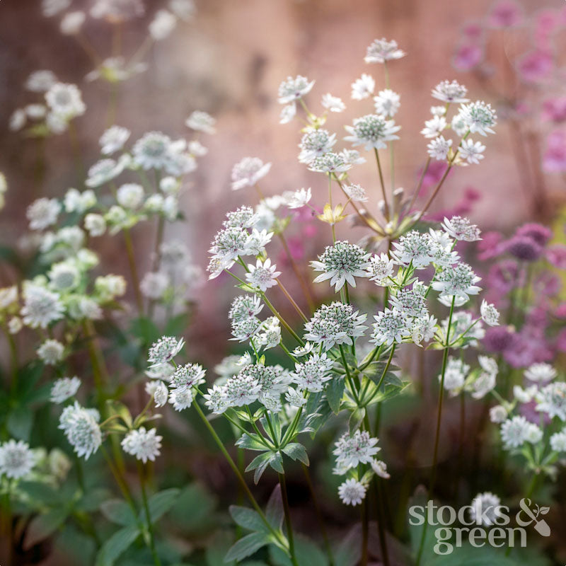 Astrantia major - Seeds