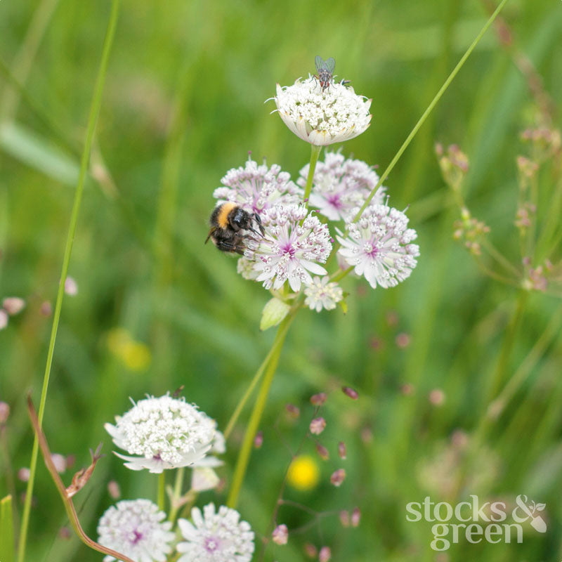 Astrantia major - Seeds