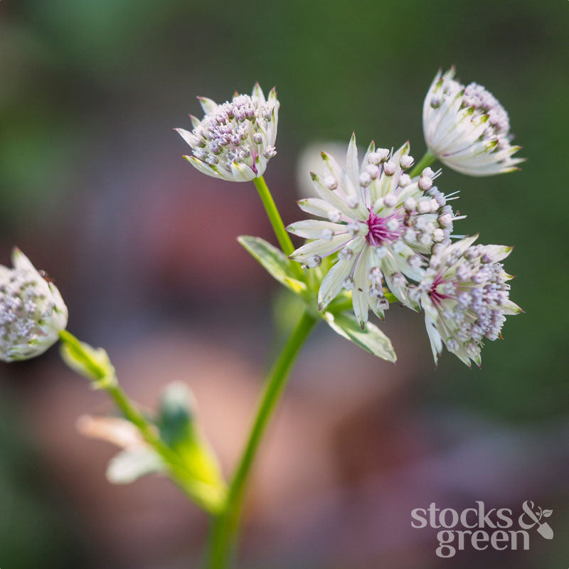 Astrantia major - Seeds
