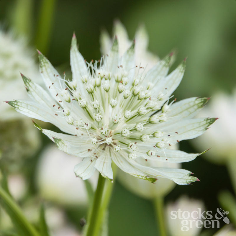 Astrantia major - Seeds