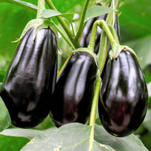 Load image into Gallery viewer, Aubergine &#39;Black Beauty&#39; Seeds
