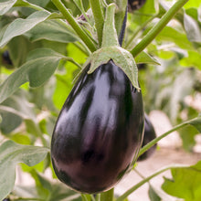 Load image into Gallery viewer, Aubergine &#39;Black Beauty&#39; Seeds
