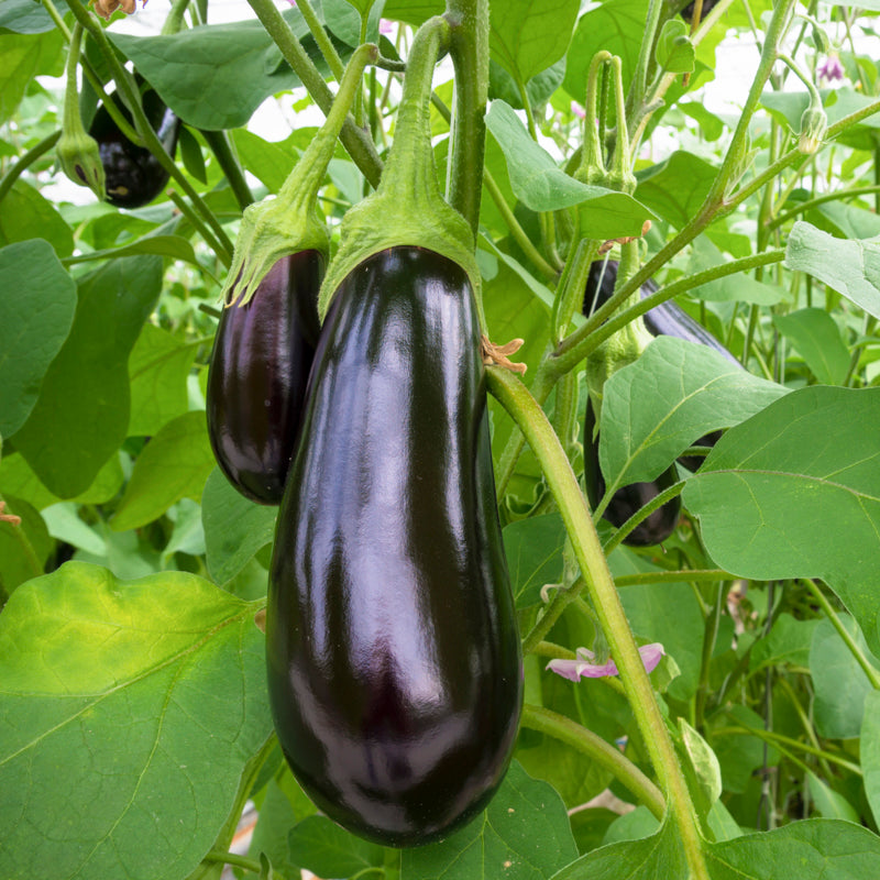Aubergine 'Moneymaker' F1 Seeds
