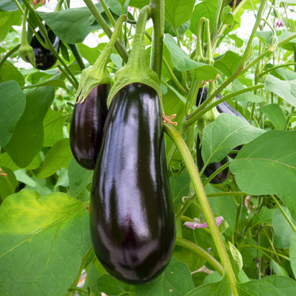 Aubergine 'Moneymaker' F1 Seeds