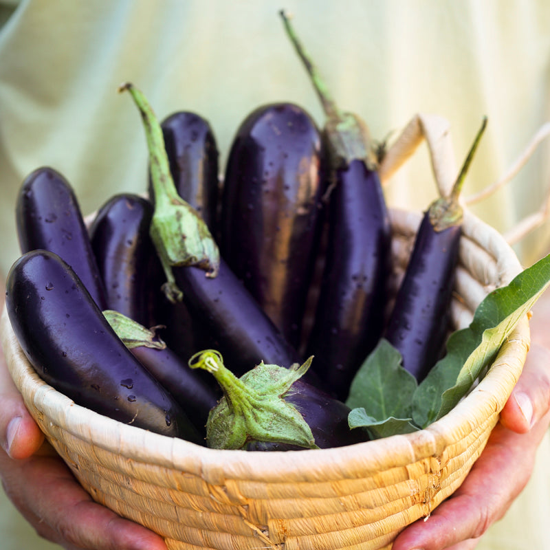 Aubergine 'Moneymaker' F1 Seeds