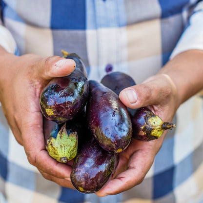 Aubergine 'Moneymaker' F1 Seeds
