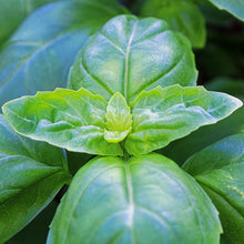 Load image into Gallery viewer, Basil - Classic Green Seeds
