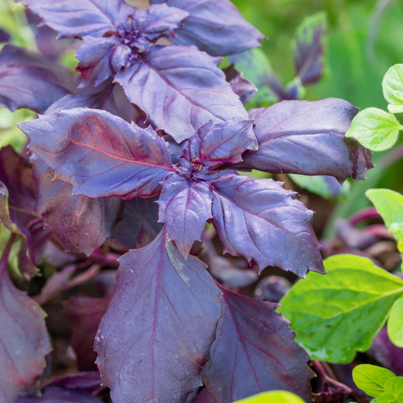 Basil - Purple Seeds – Stocks & Green