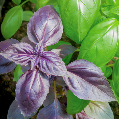 Basil - Purple Seeds