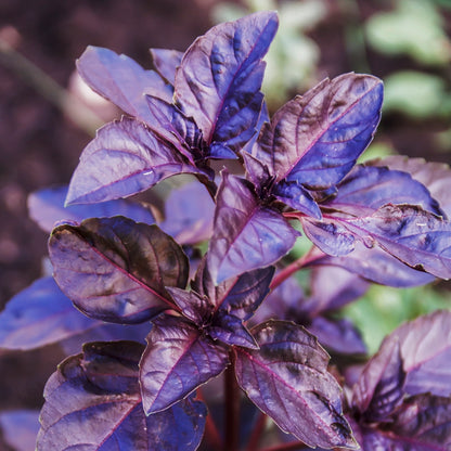 Basil - Purple Seeds