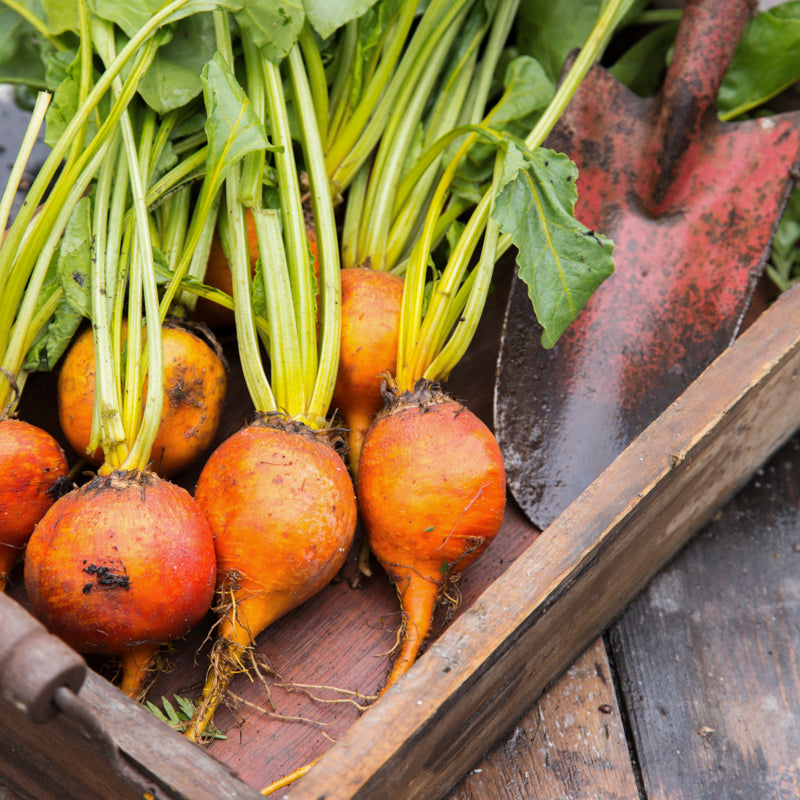 Beetroot 'Boldor' Seeds