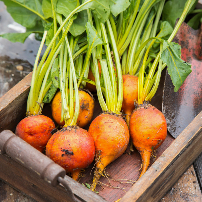 Beetroot 'Boldor' Seeds