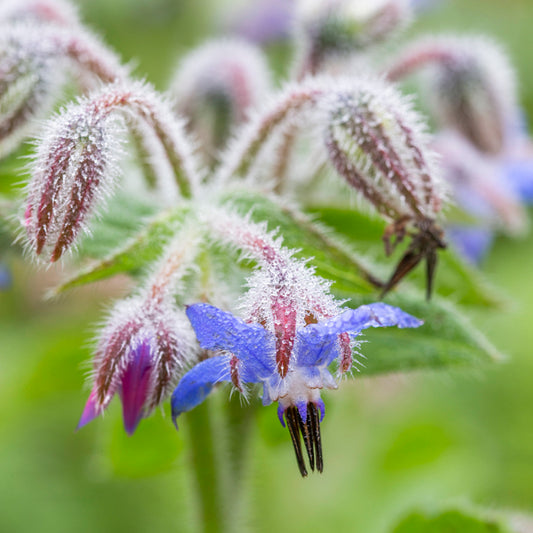 Borage - Seeds