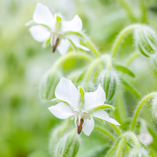 Load image into Gallery viewer, Borage (White) - Seeds
