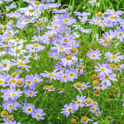 Brachycome 'Little Missy' Seeds