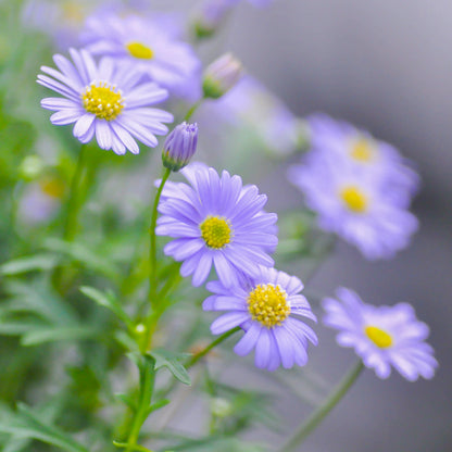 Brachycome 'Little Missy' Seeds