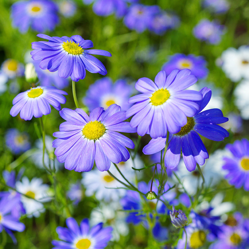 Brachycome 'Blue Splendour' - Swan River Daisy Seeds