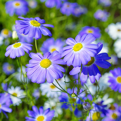 Brachycome 'Blue Splendour' - Swan River Daisy Seeds