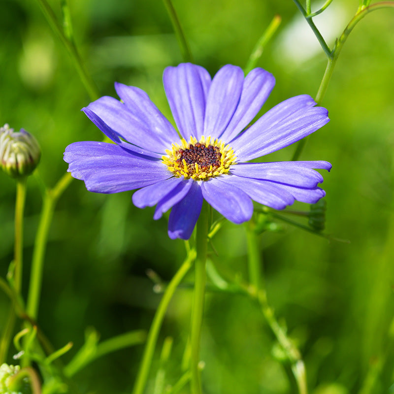 Brachycome 'Blue Splendour' - Swan River Daisy Seeds