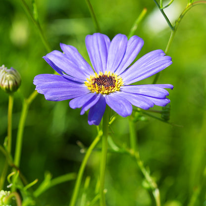 Brachycome 'Blue Splendour' - Swan River Daisy Seeds