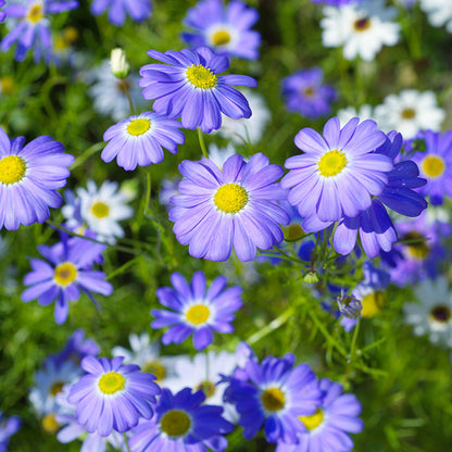 Brachycome 'Blue Splendour' - Swan River Daisy Seeds
