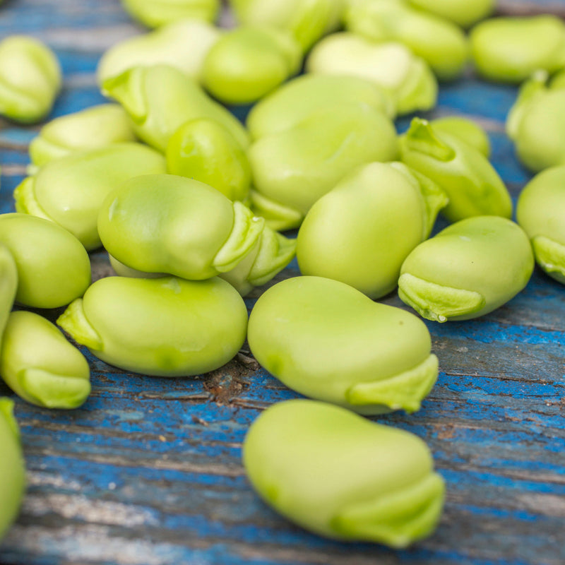 Broad Bean 'Aquadulce Claudia' Seeds