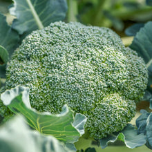 Load image into Gallery viewer, Broccoli &#39;Green Calabrese&#39; Seeds
