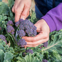 Load image into Gallery viewer, Broccoli &#39;Purple Sprouting Early&#39; Seeds
