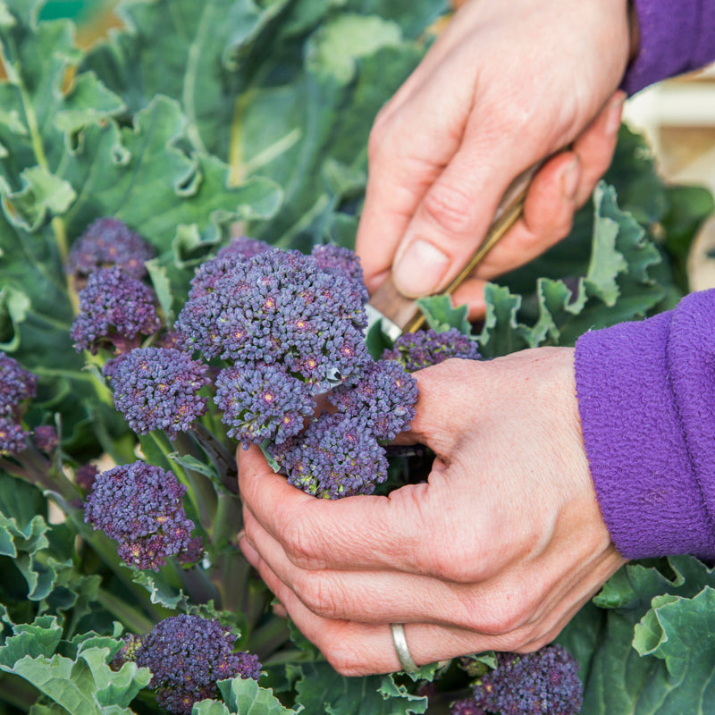 Broccoli 'Purple Sprouting Early' Seeds