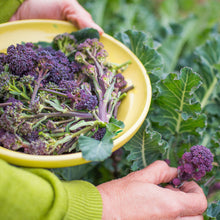 Load image into Gallery viewer, Broccoli &#39;Purple Sprouting Early&#39; Seeds
