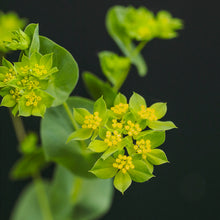 Load image into Gallery viewer, Bupleurum griffithii - Seeds
